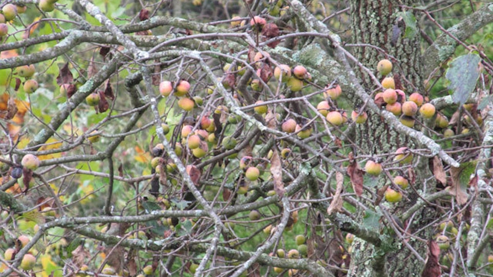 Best Fruit Trees To Plant For Deer