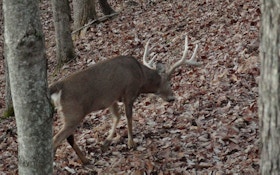 3 Ways To Make Deer Walk Where You Want Them To