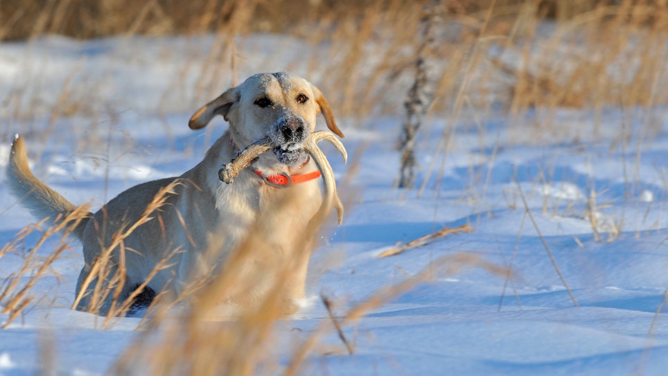 How To Train A Dog To Shed Hunt