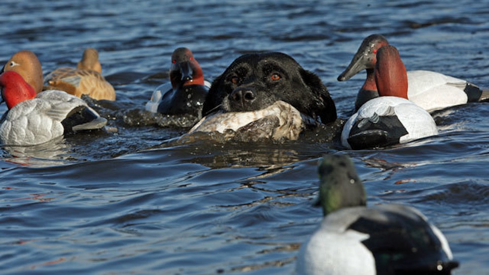 Hunting Diving Ducks: What, Where, How