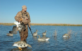 How And Why To Hunt Specklebelly Geese