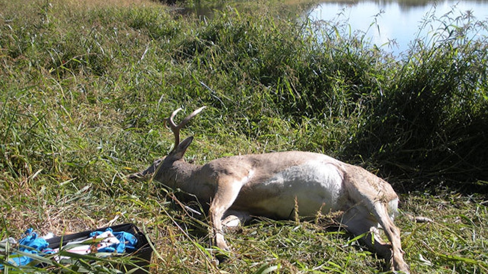 Hemorrhagic Disease: Deadly Deer-Killing Viruses Push North
