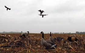 Canada Goose Hunting: How To Finish The Tough Flocks