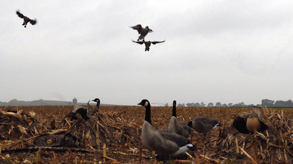 Canada Goose Hunting: How To Finish The Tough Flocks
