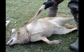 WATCH: How to Skin a Coyote With Compressed Air