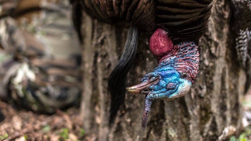 One favored tactic of a turkey-hunting expert: Find those small tracts of public land — 20 acres, 30 acres — that no one assumes has any turkeys. Usually, those spots do. Photo: Trevor Olson, OnX Hunt (Facebook)