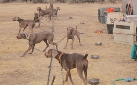 Learn To Speak The Language Of Hunting Dog Games