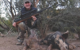 Airguns and Feral Hogs: Going Small Bore for Small Boar