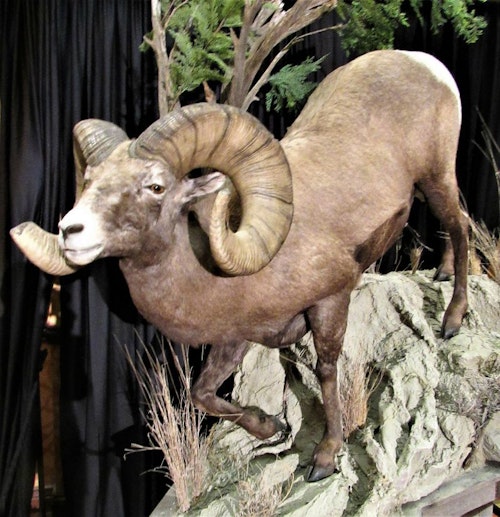 This Rocky Mountain bighorn ram is one of five new P&Y world records showcased at the recent P&Y convention. It was arrowed last year by Clayton Miller in Pennington County, South Dakota, and has an official score of 209 1/8 inches. The former P&Y world record bighorn was an Alberta sheep arrowed by Todd Kirk in 1998. Its score was 199 5/8.