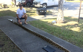 Record Python Caught in Florida and It's a Whopper