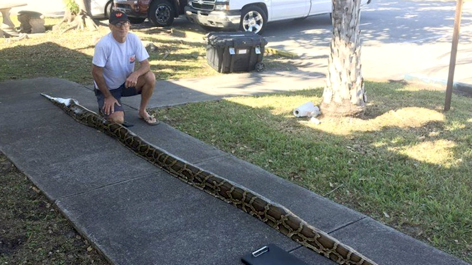 Record Python Caught in Florida and It's a Whopper
