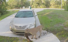 Graphic Video: Hungry Panther Attack on Cat in Driveway