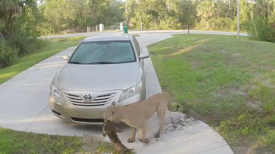Graphic Video: Hungry Panther Attack on Cat in Driveway