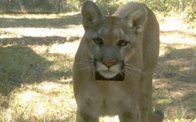Florida Panther Population Is Rising Experts Say