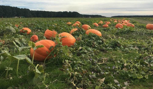 Want to pick your own pumpkins for Halloween? Peebles Farm dedicates 60 acres to you-pick pumpkins.