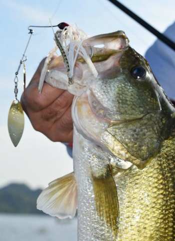 Mexican bass will absolutely annihilate a big-bladed spinnerbait. These big offerings can be fished in inches of water or 20-plus feet deep. (Photo: Pete Robbins)