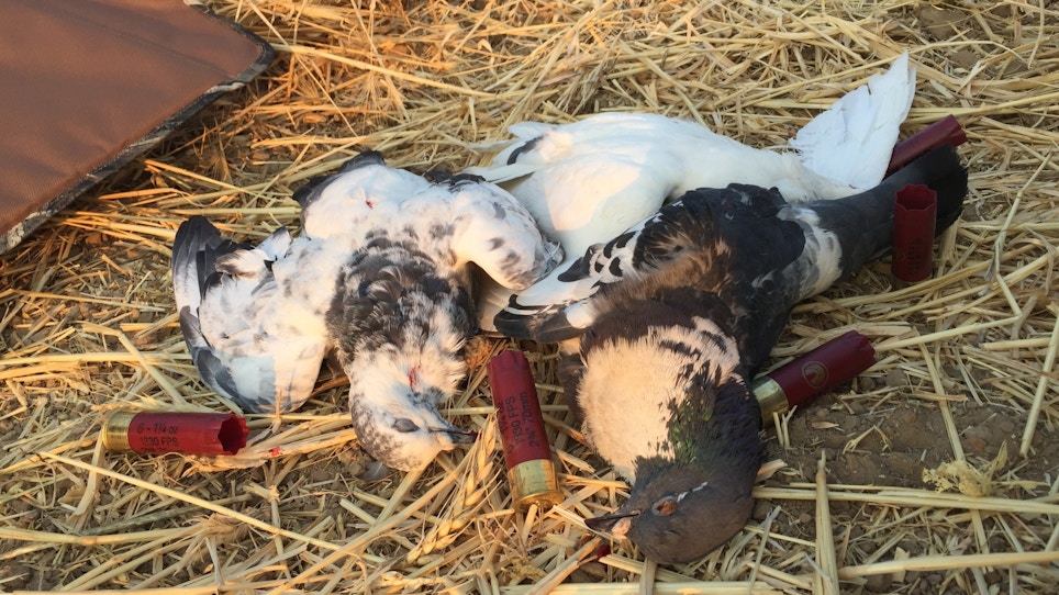 4 things you need for hunting pigeons