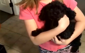 Tiny Hero Angel Dog Saves Family From Invading Black Bear