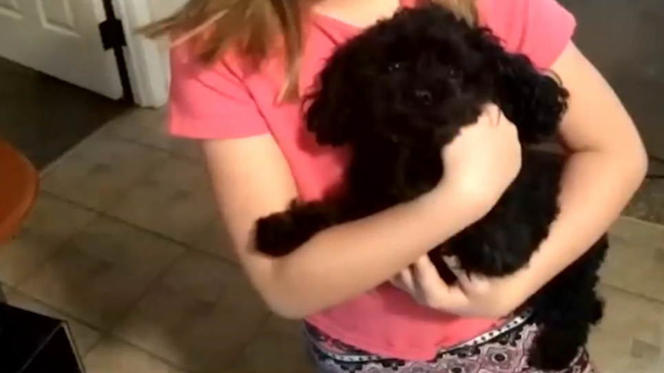 Tiny Hero Angel Dog Saves Family From Invading Black Bear