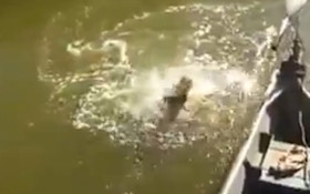 VIDEO: Fisherman loses catch to piranhas