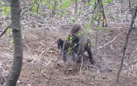 VIDEO: Hunters Save Trapped Boar