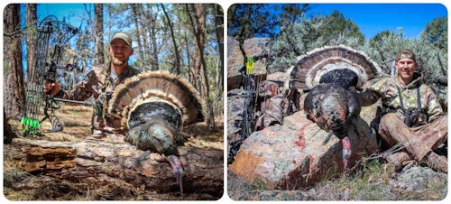 Arrowing a tom without the aid of a pop-up blind is thrilling. The author shot these two toms in New Mexico.