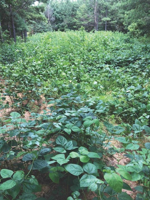 Whitetail Institute’s PowerPlant blend of legumes combines vining soybeans, iron-clay peas, lablab, sunflower and sunn hemp. The sunflower and sunn hemp provide a lattice structure for the peas and beans to climb. The result is a lush summer food plot with lots of high-protein food and lots of nitrogen-rich root nodules in the ground.