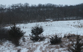 The Role of Predator Control in Land/Deer Management
