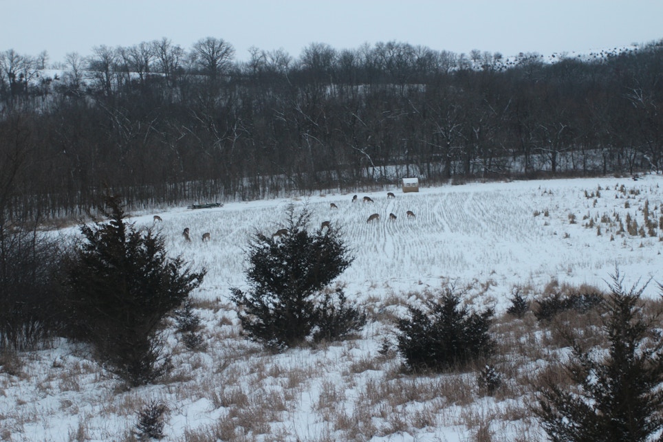 The Role of Predator Control in Land/Deer Management