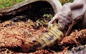 VIDEO: Watch A Python Eat A Croc