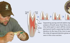 Whitetail Aging: Jawbone Facts