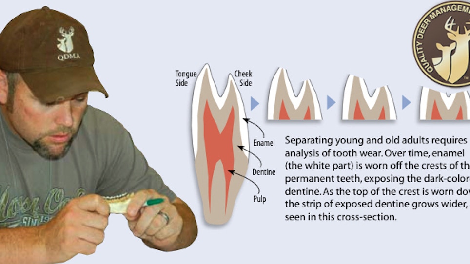Whitetail Aging: Jawbone Facts