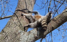 Raccoon Gets Head Stuck In Tree
