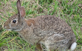 Rabbit hunting offers chance for winter sport