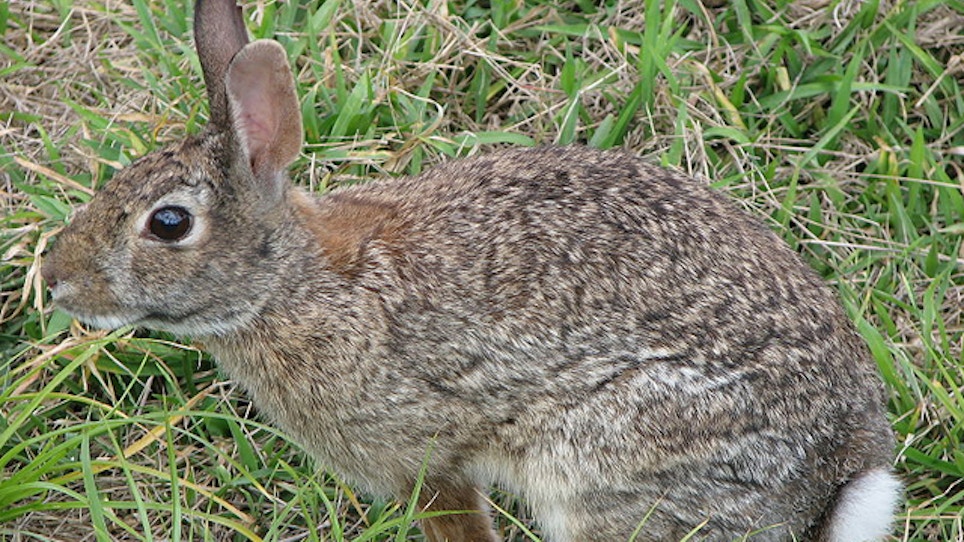 Rabbit hunting offers chance for winter sport