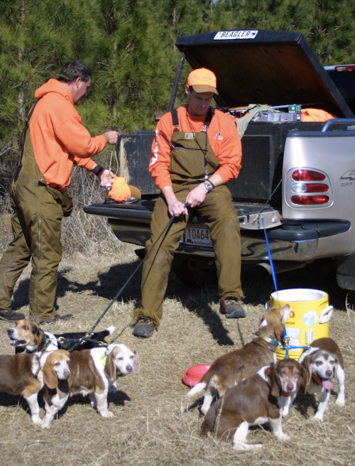 Beagles are primarily the choice for today's rabbit hunters thanks to their grit, determination and willingness to please. A good group of beagles can sniff out a bunny or three in the thickest tangle few hunters want to encounter. (Photo: Alan Clemons)