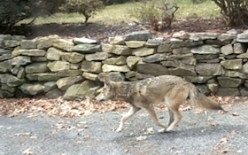 Coyote bites 8 people, tests positive for rabies