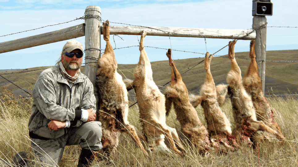 Study: Hunting and Trapping Coyotes May Not Improve Deer Survival