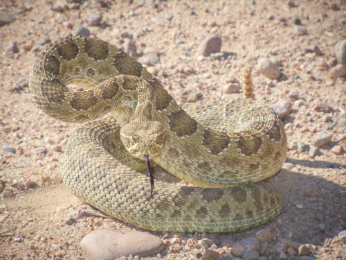 To avoid being bitten, be aware of your surroundings, wear tall snake boots if in a snake-rich environment, and listen. Rattlesnakes almost always rattle a warning before striking.