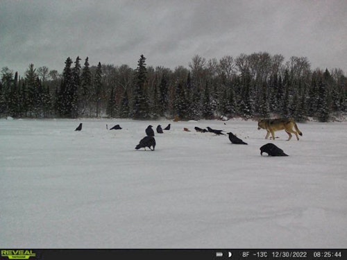 Scavengers such as ravens work as a confidence decoy and for hungry wolves signal that a free meal is at hand.