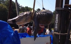 VIDEO: Record Alligator Ate An Adult Deer Whole