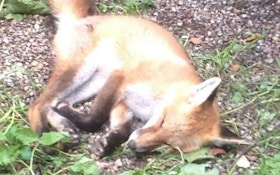 Red Fox Stolen From Ohio Conservation Center