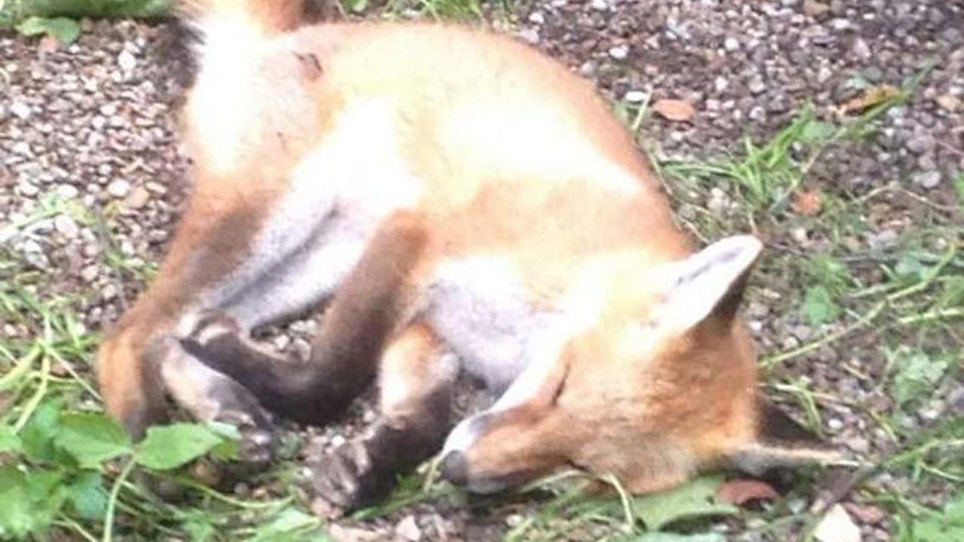 Red Fox Stolen From Ohio Conservation Center
