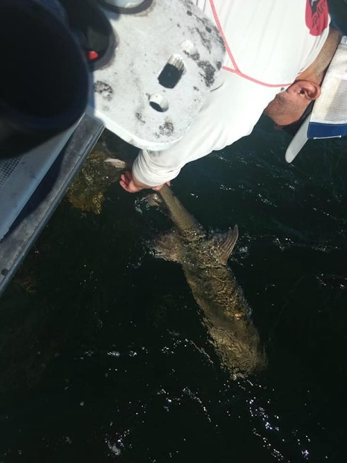 Capt. Jordan Korzenowski releasing the massive lake trout.