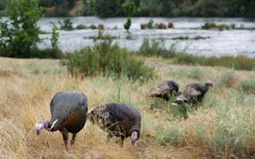 Your guide to hunting Rio Grande turkeys