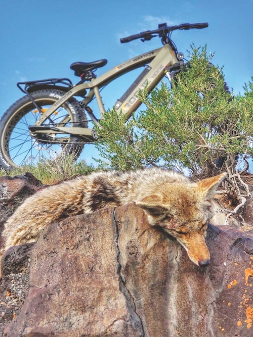 In open areas where vehicles are difficult to conceal, or places where coyotes receive hunting pressure, an e-bike offers the predator caller a serious edge; proving easy to conceal and erasing the warning of approaching combustion-engine noise.   