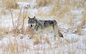 South Dakota Cries ‘No Wolf’