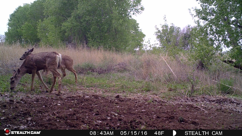 It’s Never Too Early For Trail Cameras