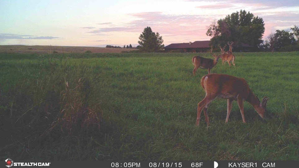 Food plots and agricultural areas always attract summer whitetails for great images.