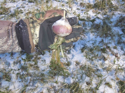 Regardless of whether your whitetail property resides in the wintry North or the dormant South, the winter menu options dwindle like pizza slices on all-you-can-eat buffet. This is when menu planning becomes critical and adding in nutrition such as turnips.